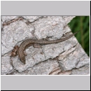 Zootoca vivipara - Waldeidechse 10.jpg